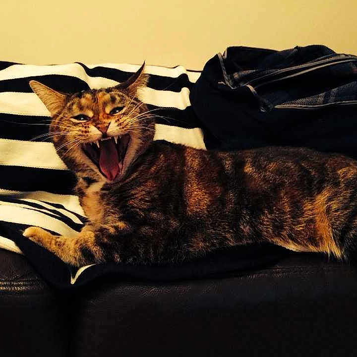 Lexie joined the competition — help win amazing prizes!