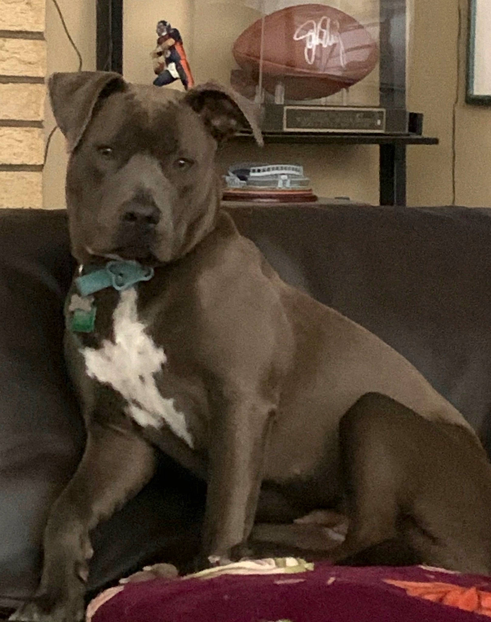 Belle is registered to the contest to win money with this photo: american_bulldog, american_pit_bull_terrier, american_staffordshire_terrier, bandog, bull_and_terrier, bully_kutta, canidae, carnivore, cordoba_fighting_dog, dog, dog_breed, fawn, mammal, molosser, non_sporting_group, pit_bull, snout, staffordshire_bull_terrier, vertebrate