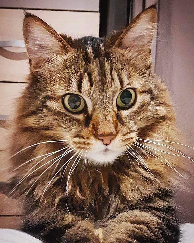 Fig participe au concours pour gagner de l'argent avec cette photo : carnivore, cat, domestic_short_haired_cat, felidae, fur, maine_coon, small_to_medium_sized_cats, snout, tree, whiskers, wildlife