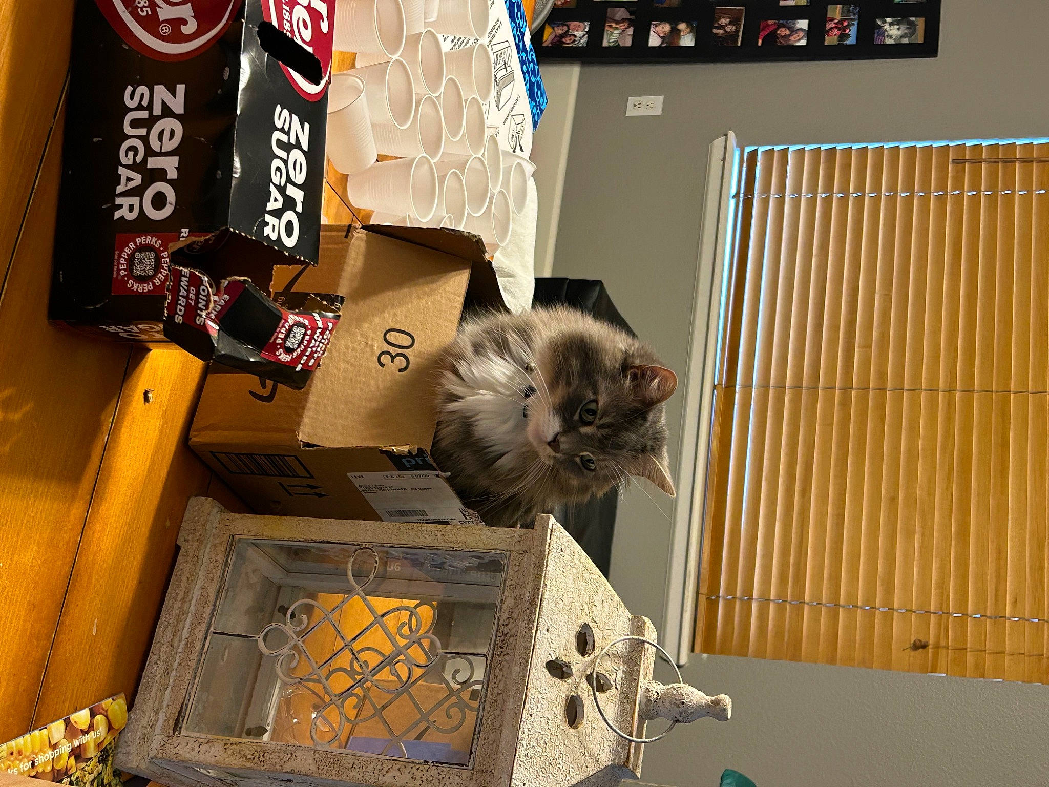 Ceaser joined the competition — help win amazing prizes! brown, carnivore, cat, comfort_food, domestic_short_haired_cat, felidae, font, hardwood, logo, metal, pet_supply, room, shelving, small_to_medium_sized_cats, whiskers, wood