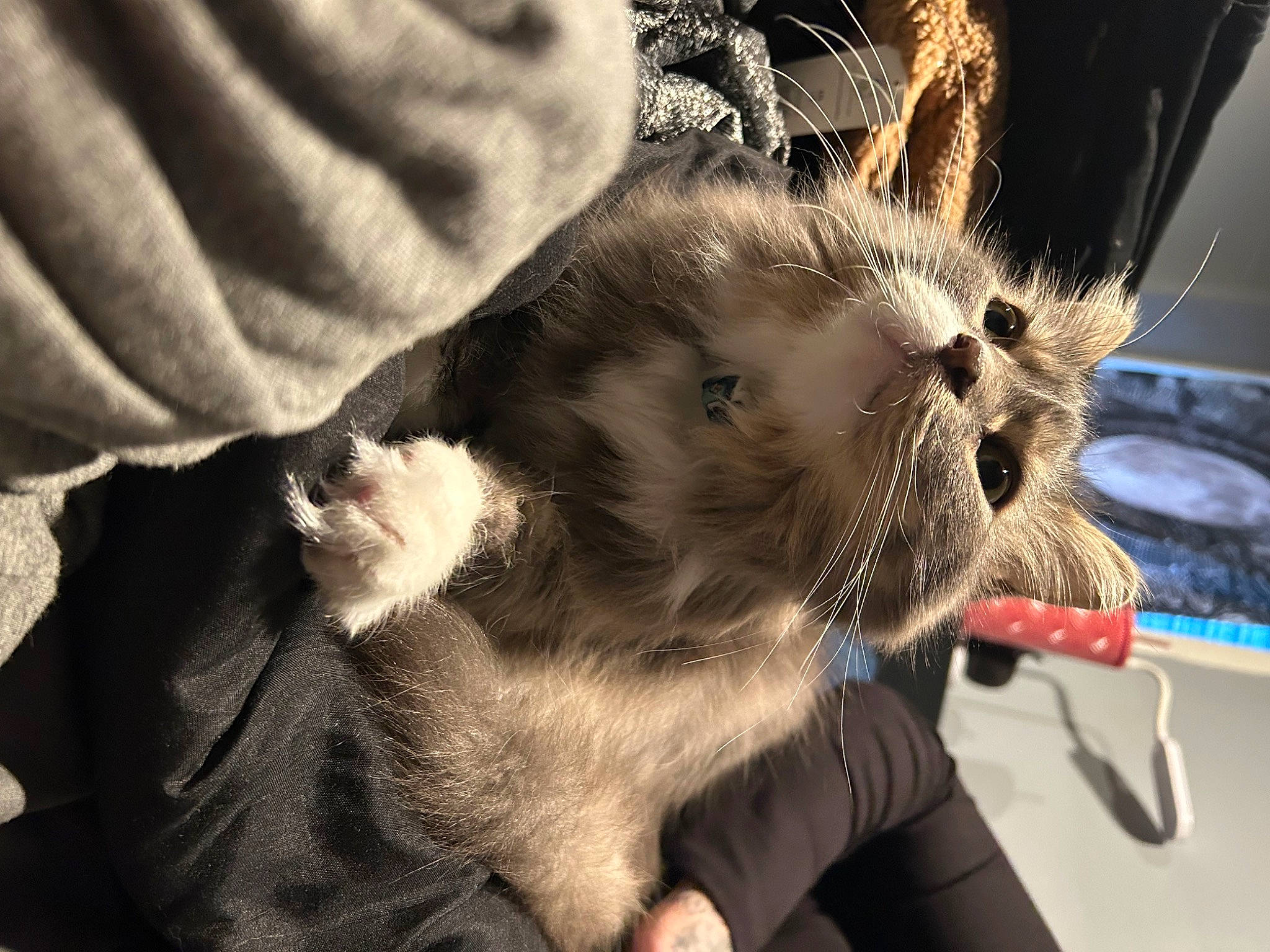 Ceaser is registered to the contest to win money with this photo: canidae, carnivore, cat, claw, collar, comfort, domestic_short_haired_cat, ear, eyewear, fashion_accessory, fawn, felidae, fur, gesture, paw, small_to_medium_sized_cats, snout, tail, thai, whiskers