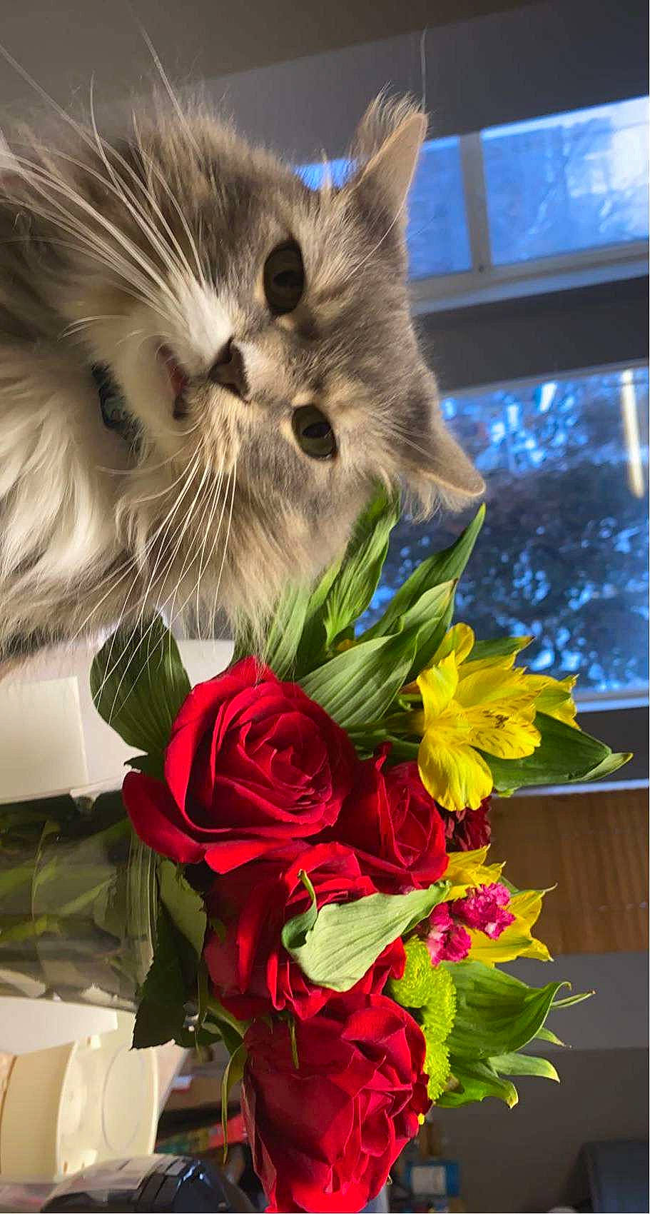 Ceaser is registered to the contest to win money with this photo: bouquet, carnivore, cat, cut_flowers, event, felidae, floral_design, floristry, flower, flower_arranging, flowering_plant, hybrid_tea_rose, petal, plant, rose, rose_family, rose_order, small_to_medium_sized_cats, whiskers, window