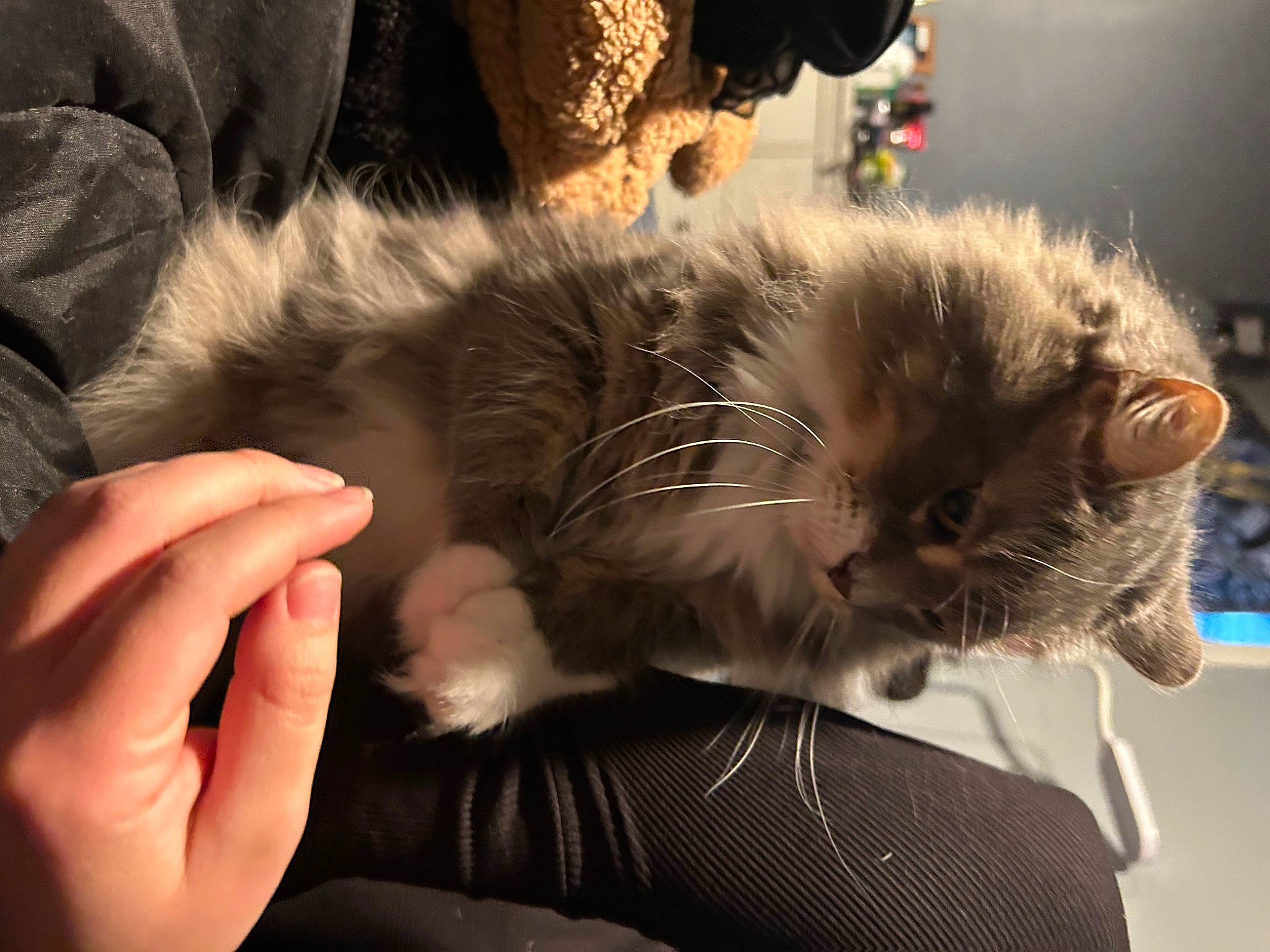 Ceaser joined the competition — help win amazing prizes! carnivore, cat, chair, claw, comfort, domestic_short_haired_cat, ear, felidae, fur, gesture, human_leg, lap, nail, paw, sitting, small_to_medium_sized_cats, snout, tail, whiskers, window