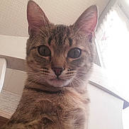 Billie participe au concours pour gagner de l'argent avec cette photo : aegean_cat, asian, australian_mist, carnivore, cat, domestic_short_haired_cat, egyptian_mau, european_shorthair, fawn, felidae, german_rex, kitten, mammal, ojos_azules, oriental_longhair, small_to_medium_sized_cats, snout, tabby_cat, vertebrate, whiskers