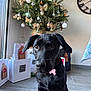 Aloha a rejoint le concours — aidez-le/la à gagner de superbes lots ! dog, black_dog, christmas_tree, ornaments, bows, gift_bags, indoor, floor_tiles, holiday, festive, pet, animal, decorations, clock, window, natural_light, floor, cute, sitting, portrait