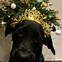 Aloha participe au concours pour gagner de l'argent avec cette photo : dog, black_dog, holiday, christmas_tree, decoration, ornaments, gold_headband, indoor, pet, festive, new_year, celebration, animal, cute, portrait, christmas, tree, holiday_decor, festivity, canine