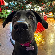 Aloha a rejoint le concours — aidez-le/la à gagner de superbes lots ! dog, black_dog, pet, christmas_tree, holiday, decorations, lights, gift, floor, collar, tag, indoor, festive, cute, animal, canine, nose, ears, close_up, curious