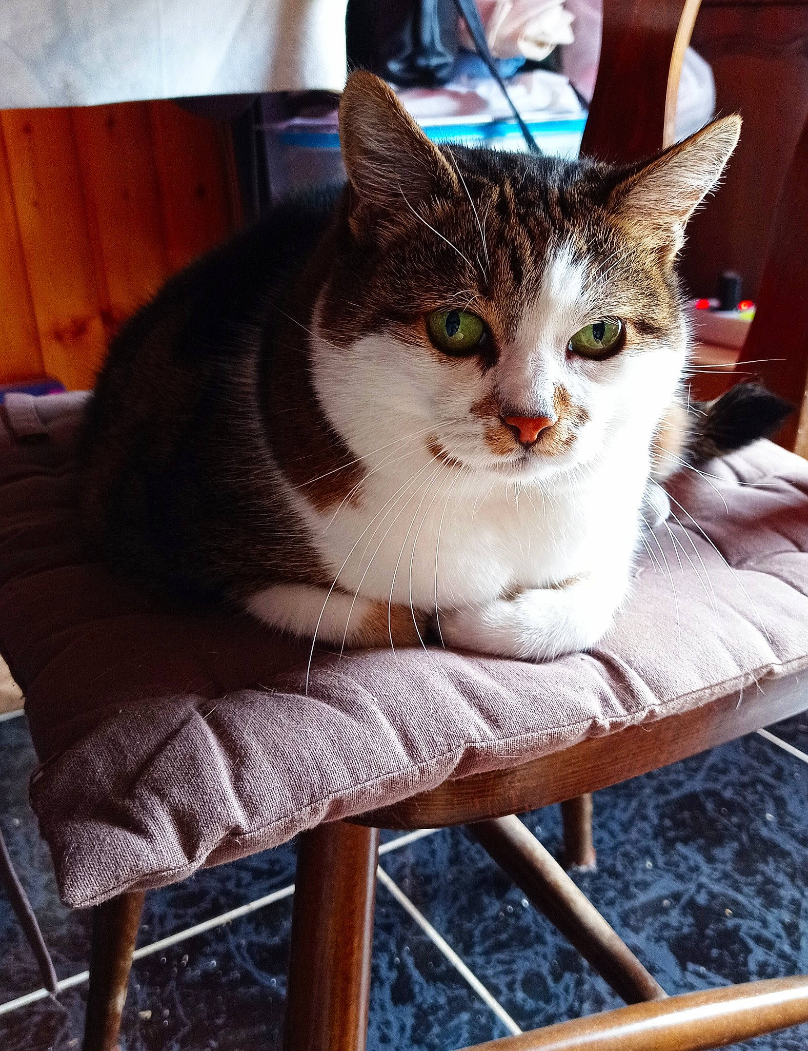 Mirabelle a rejoint le concours — aidez-le/la à gagner de superbes lots ! aegean_cat, american_shorthair, american_wirehair, asian, carnivore, cat, domestic_short_haired_cat, european_shorthair, felidae, fur, kitten, small_to_medium_sized_cats, tabby_cat, table, whiskers