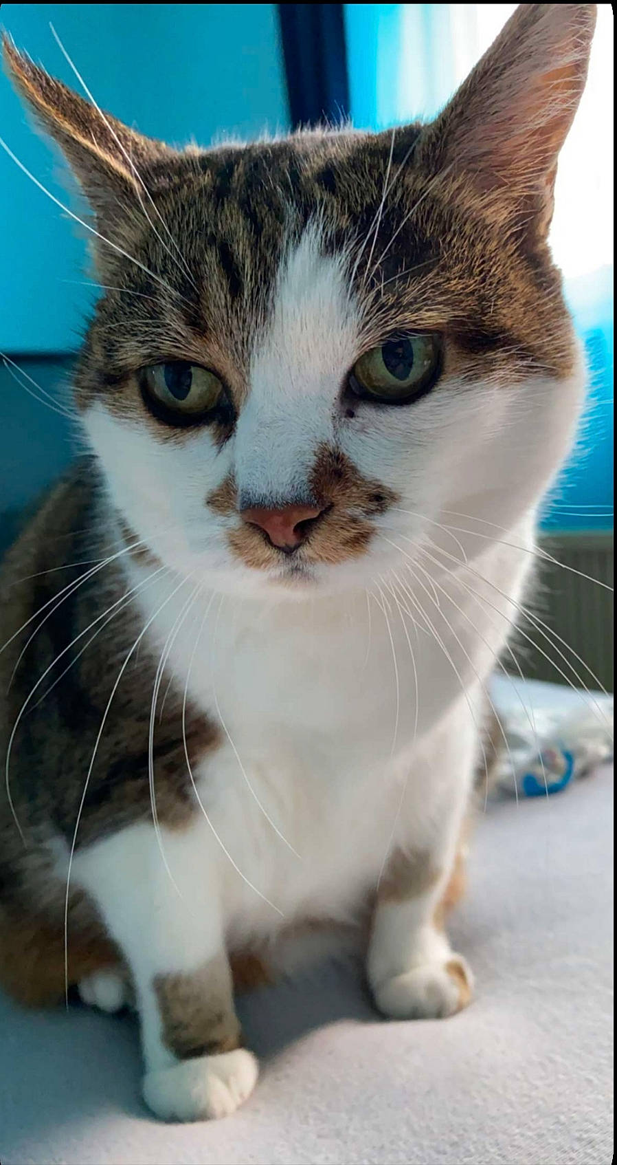 Mirabelle a rejoint le concours — aidez-le/la à gagner de superbes lots ! aegean_cat, american_wirehair, asian, carnivore, cat, domestic_short_haired_cat, european_shorthair, felidae, japanese_bobtail, kitten, mammal, polydactyl_cat, small_to_medium_sized_cats, snout, tabby_cat, vertebrate, whiskers