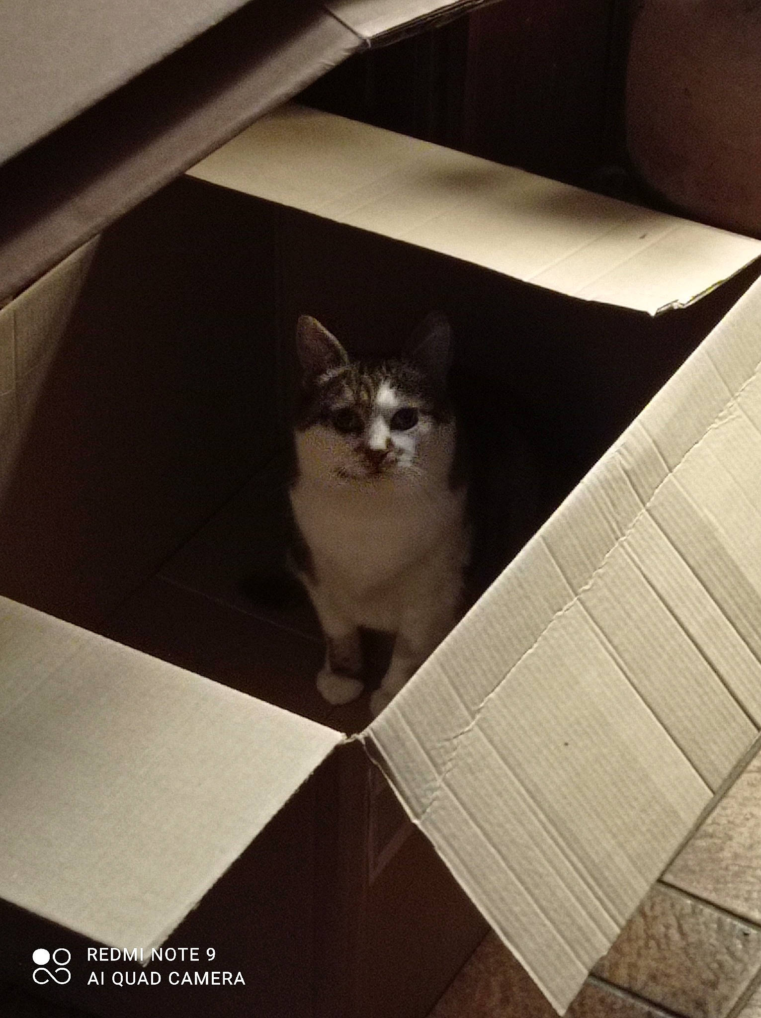 Mirabelle a rejoint le concours — aidez-le/la à gagner de superbes lots ! black, black_and_white, box, carnivore, cat, domestic_short_haired_cat, european_shorthair, felidae, floor, flooring, kitten, monochrome, monochrome_photography, rectangle, small_to_medium_sized_cats, snapshot, stairs, whiskers, window, wood