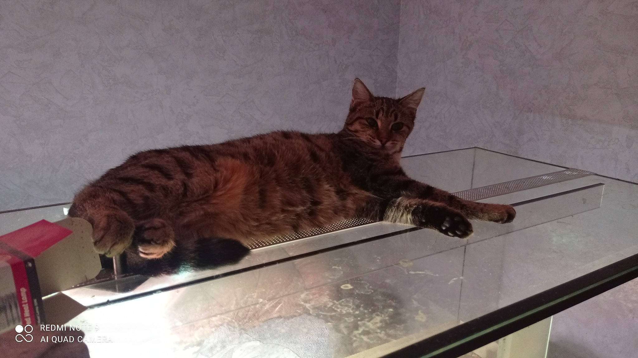 Pandora a rejoint le concours — aidez-le/la à gagner de superbes lots ! carnivore, cat, claw, comfort, domestic_short_haired_cat, fawn, felidae, flooring, fur, hardwood, paw, room, small_to_medium_sized_cats, tail, terrestrial_animal, whiskers, window, wood