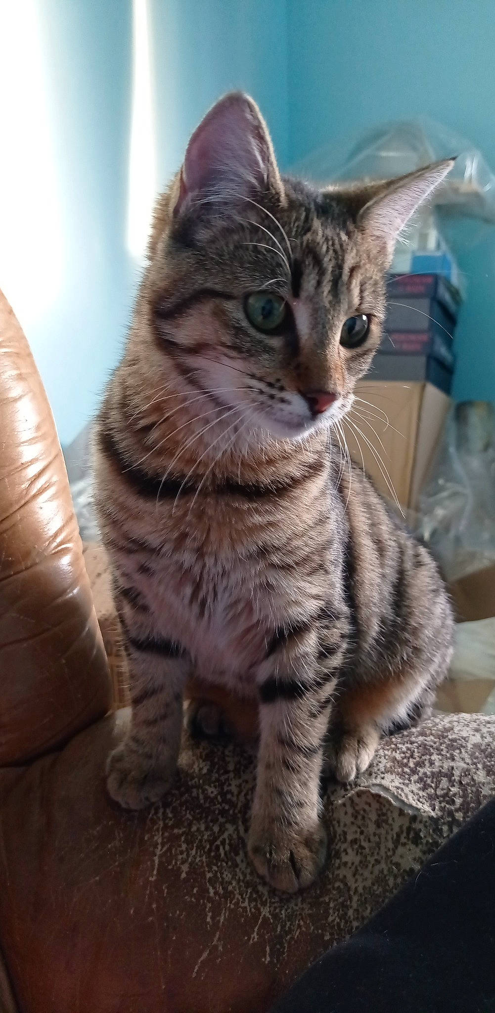 Pandora participe au concours pour gagner de l'argent avec cette photo : carnivore, cat, domestic_short_haired_cat, felidae, fur, small_to_medium_sized_cats, snout, terrestrial_animal, whiskers, wildlife, window