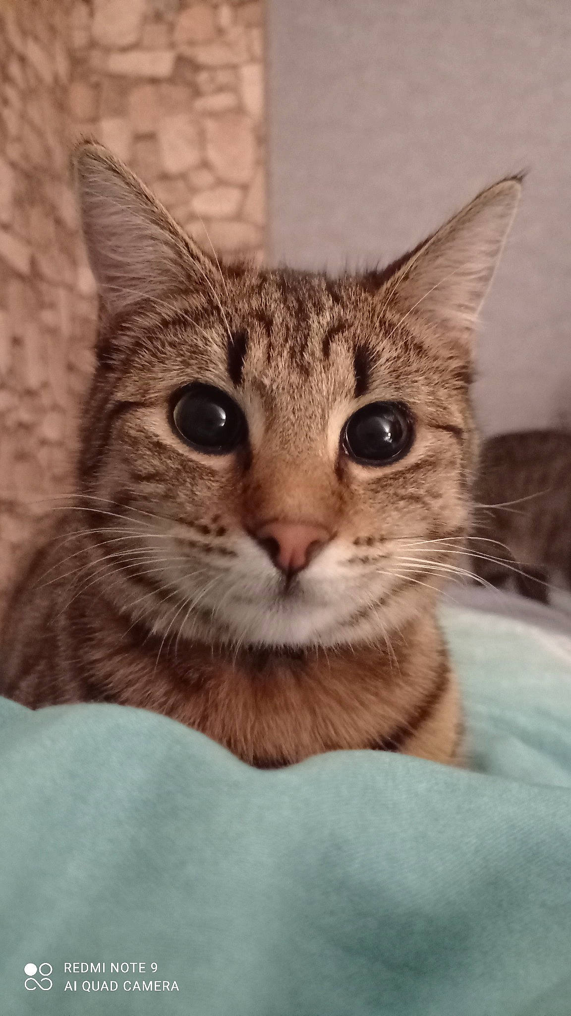 Pandora participe au concours pour gagner de l'argent avec cette photo : carnivore, cat, claw, close_up, domestic_short_haired_cat, ear, felidae, fur, paw, small_to_medium_sized_cats, snout, terrestrial_animal, whiskers, wildlife, window