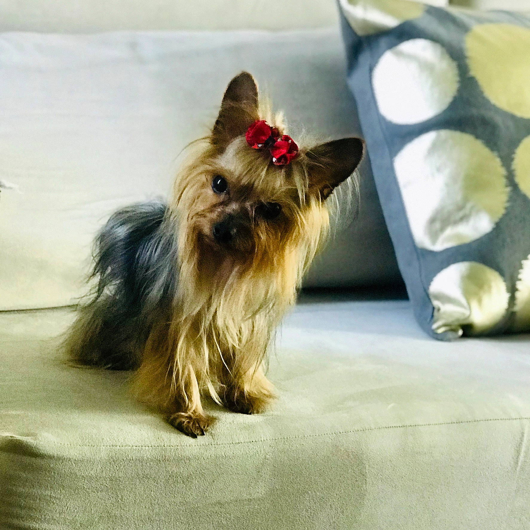 Poupée a rejoint le concours — aidez-le/la à gagner de superbes lots ! biewer_terrier, canidae, carnivore, comfort, companion_dog, dog, dog_breed, dog_supply, fashion_accessory, fawn, fur, liver, non_sporting_group, pet_supply, small_terrier, snout, sporting_group, terrier, toy_dog, working_animal