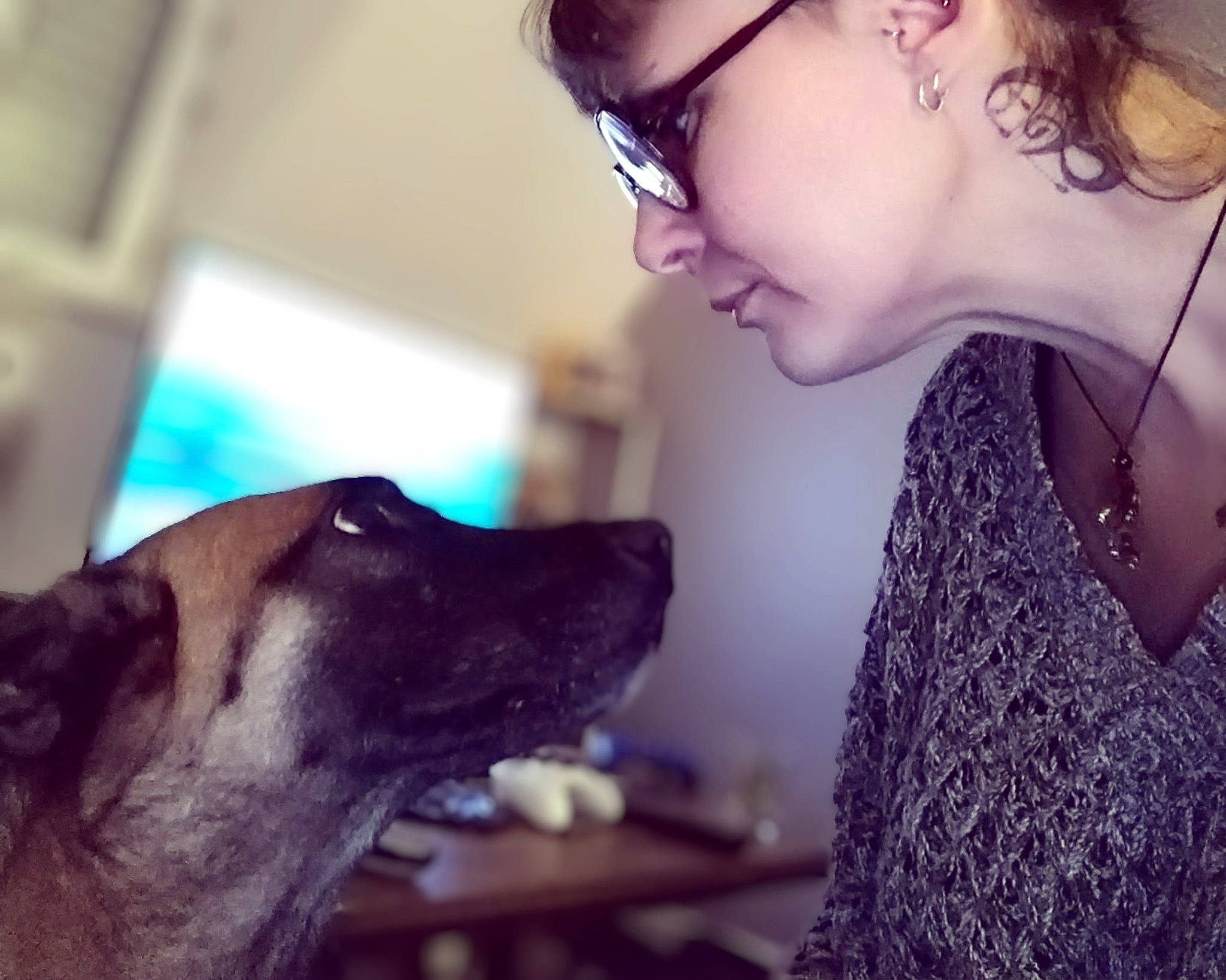 Praline a rejoint le concours — aidez-le/la à gagner de superbes lots ! carnivore, companion_dog, dog, dog_breed, ear, eyelash, eyewear, fashion_design, fawn, fur, glasses, happy, jaw, long_hair, mouth, organ, snout, sporting_group, vision_care, whiskers