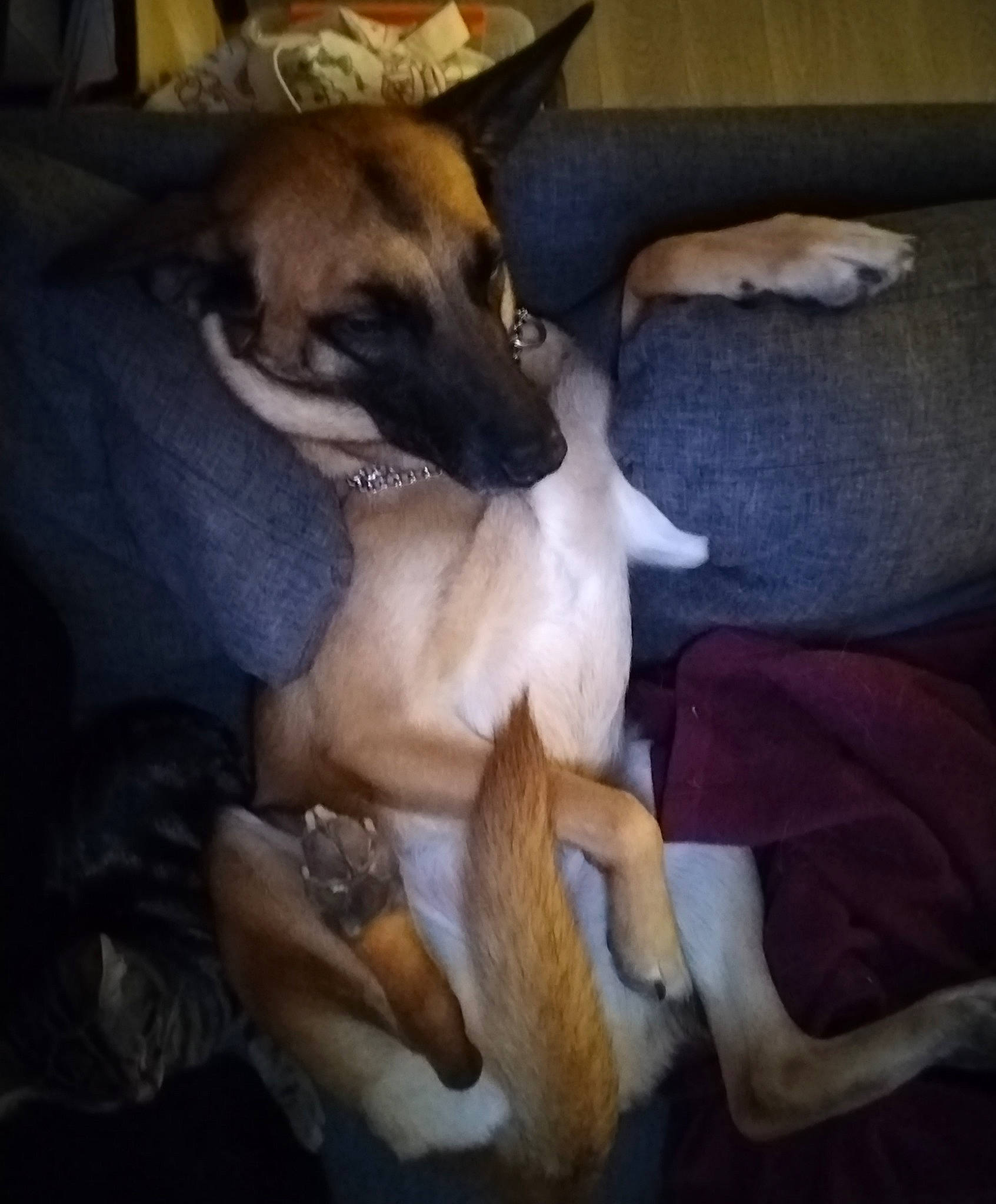 Praline participe au concours pour gagner de l'argent avec cette photo : canidae, carnivore, cloud, comfort, companion_dog, dog, dog_breed, fawn, fur, guard_dog, linens, nap, paw, snout, square, toy_dog, whiskers