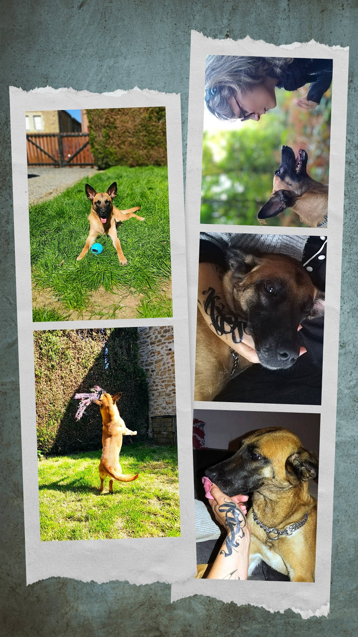 Praline participe au concours pour gagner de l'argent avec cette photo : art, carnivore, collage, companion_dog, dog, dog_breed, fawn, grass, green, landscape, leisure, mammal, photograph, plant, rectangle, shorts, toy_dog, vertebrate, wildlife, working_animal