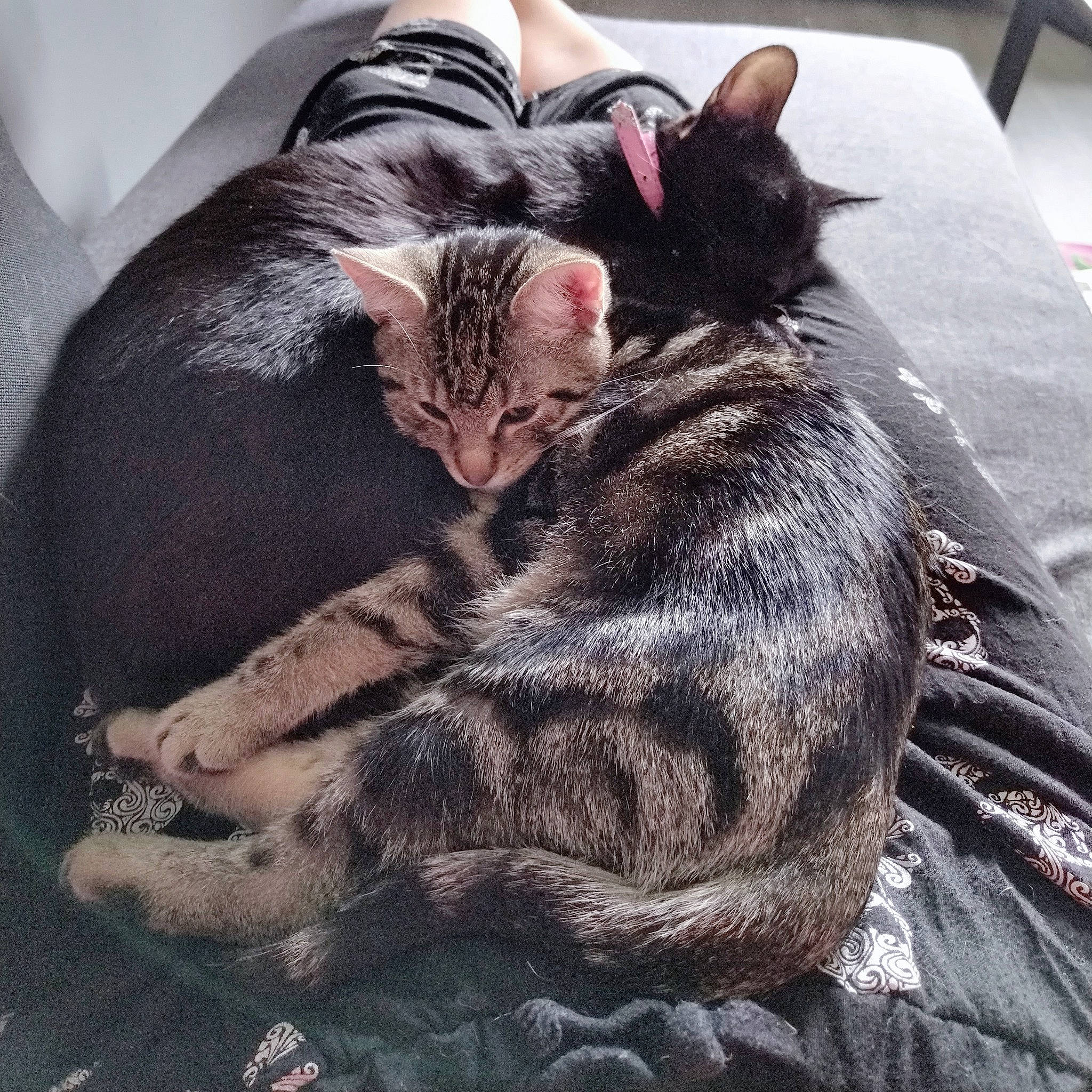 Toblerone a rejoint le concours — aidez-le/la à gagner de superbes lots ! black_cat, carnivore, cat, claw, comfort, domestic_short_haired_cat, felidae, fur, grey, linens, love, metal, nap, paw, sleep, small_to_medium_sized_cats, snout, tail, whiskers