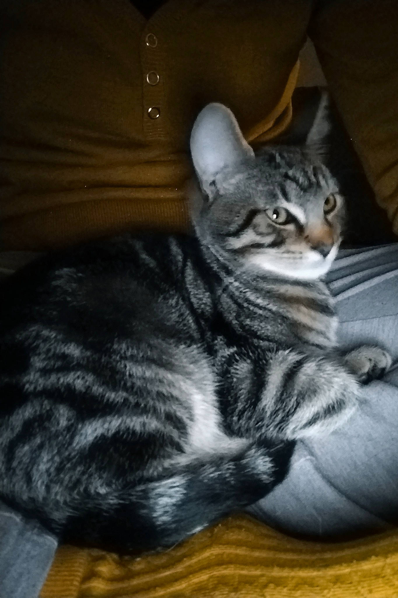 Toblerone participe au concours pour gagner de l'argent avec cette photo : carnivore, cat, comfort, darkness, domestic_short_haired_cat, felidae, fur, grey, hardwood, paw, sitting, small_to_medium_sized_cats, snout, tail, terrestrial_animal, whiskers, wood