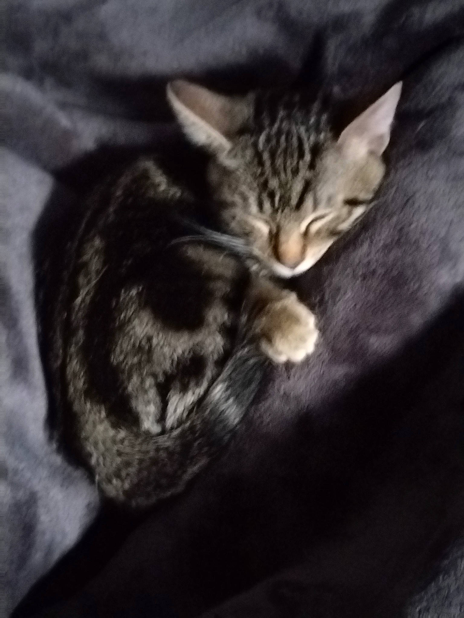 Toblerone a rejoint le concours — aidez-le/la à gagner de superbes lots ! carnivore, cat, claw, cloud, comfort, darkness, domestic_short_haired_cat, felidae, fur, mountain, nap, paw, sky, sleep, small_to_medium_sized_cats, snout, tail, whiskers