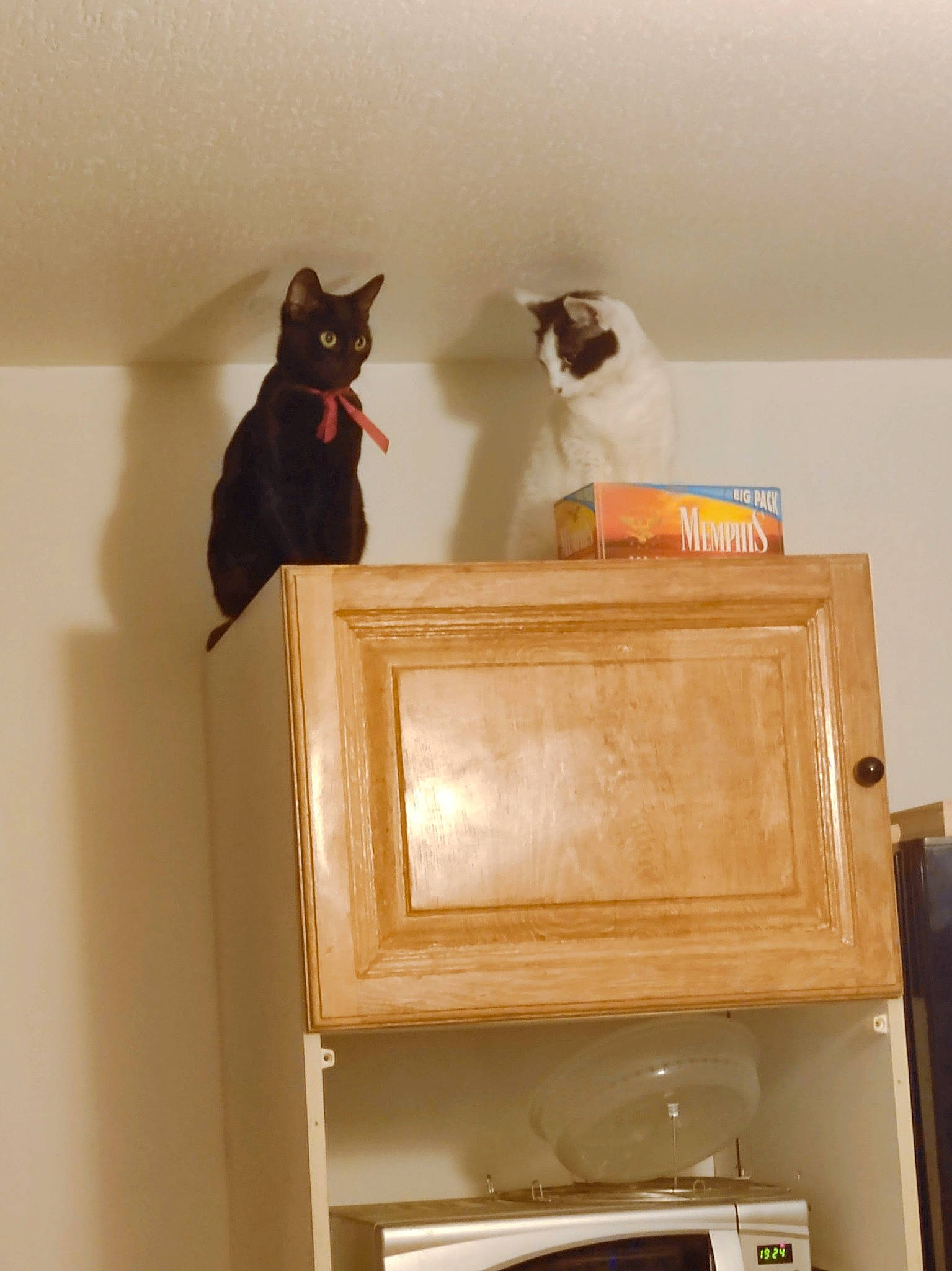 Réglisse participe au concours pour gagner de l'argent avec cette photo : bookcase, cabinetry, carnivore, cat, cat_supply, cupboard, drawer, felidae, floor, flooring, hardwood, house, room, shelf, shelving, small_to_medium_sized_cats, tail, whiskers, wood, wood_stain