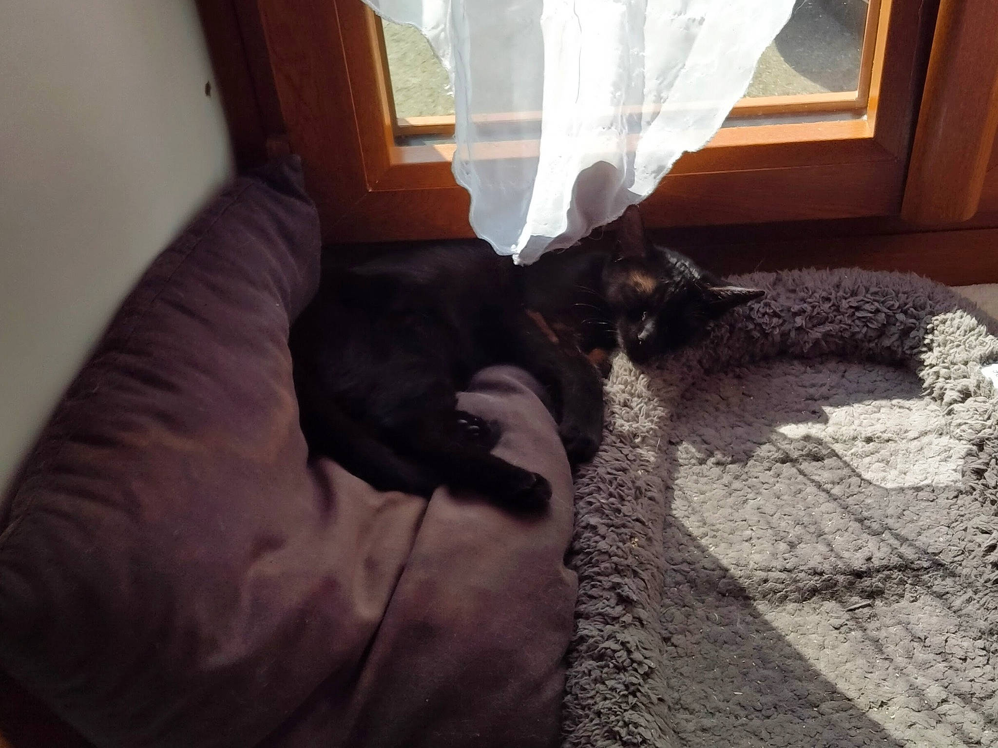 Réglisse a rejoint le concours — aidez-le/la à gagner de superbes lots ! brown, carnivore, cat, comfort, companion_dog, dog_breed, door, felidae, floor, flooring, fur, hardwood, mammal, small_to_medium_sized_cats, sporting_group, tail, tints_and_shades, whiskers, window, wood