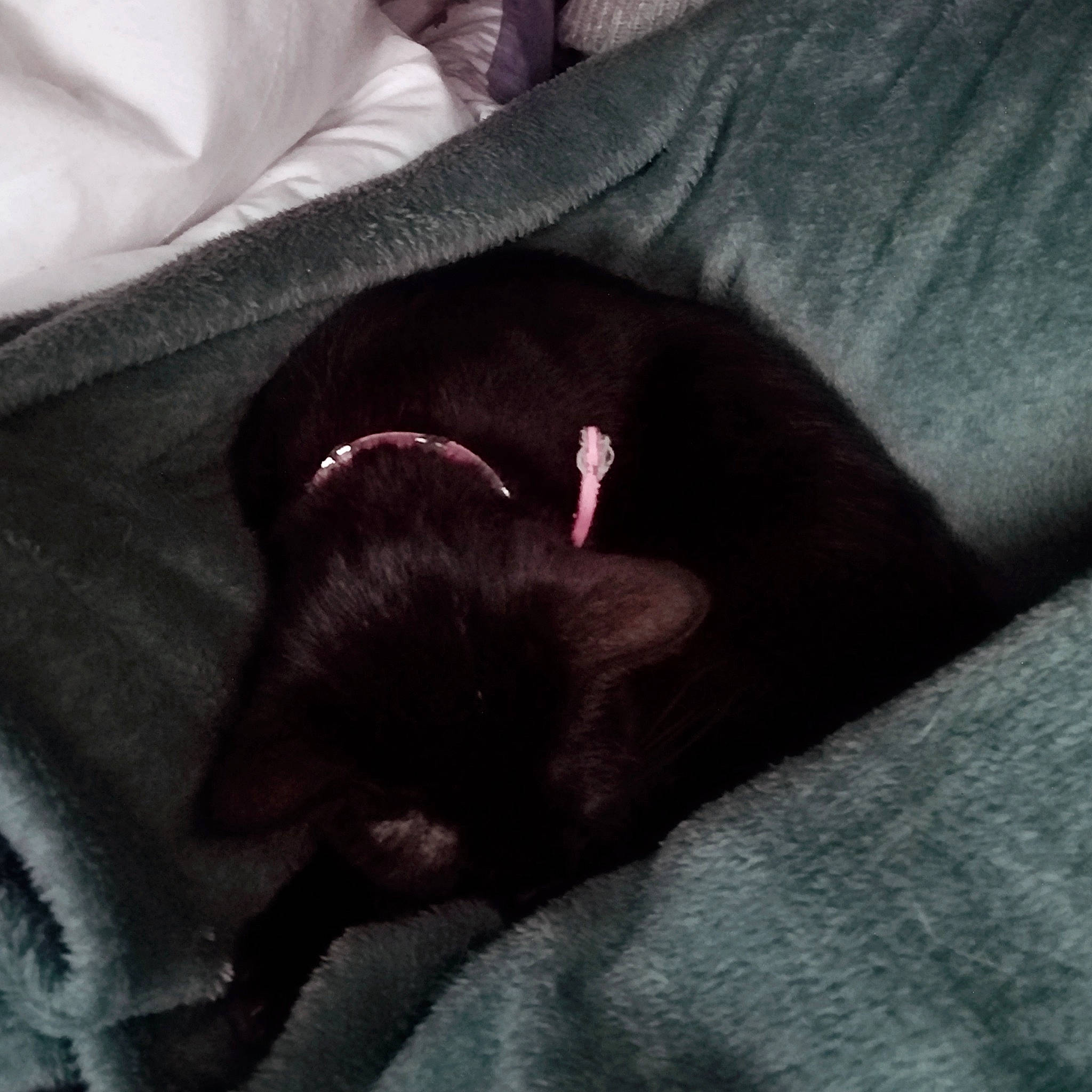 Réglisse a rejoint le concours — aidez-le/la à gagner de superbes lots ! black_cat, canidae, carnivore, cat, claw, comfort, dog_breed, domestic_short_haired_cat, fawn, felidae, fur, grey, linens, liver, magenta, nap, small_to_medium_sized_cats, sporting_group, tail, whiskers