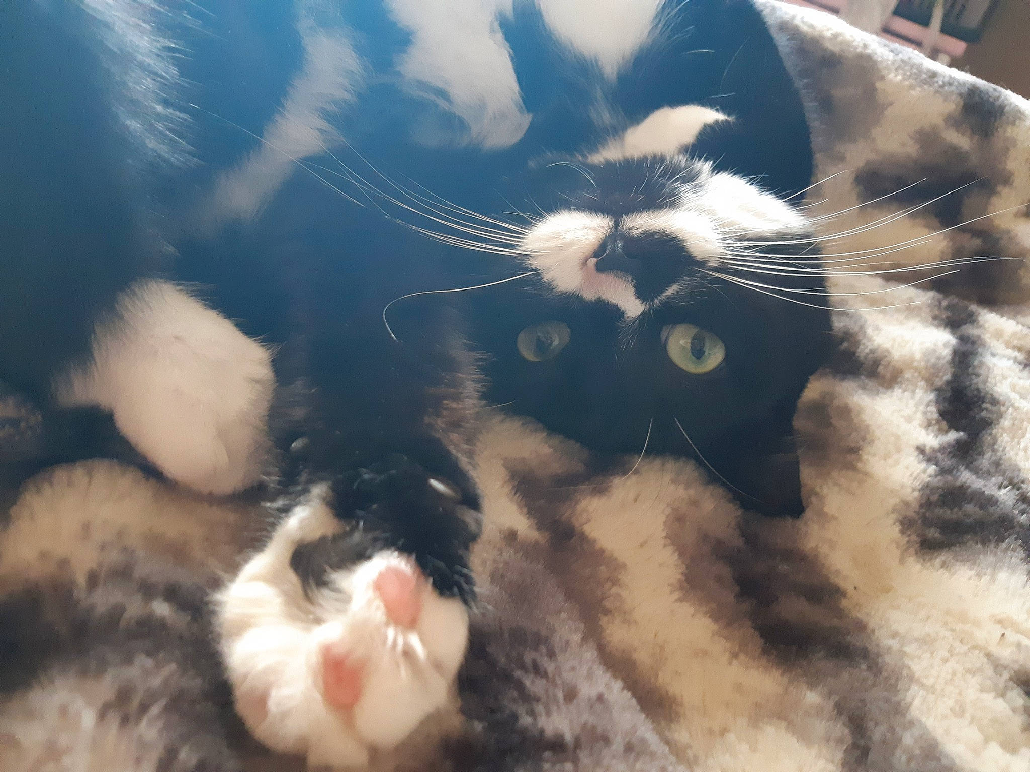 Molly participe au concours pour gagner de l'argent avec cette photo : black_cat, carnivore, cat, claw, cloud, dog_breed, domestic_short_haired_cat, felidae, foot, fur, grass, happy, meteorological_phenomenon, paw, sky, small_to_medium_sized_cats, snout, tail, whiskers, wildlife