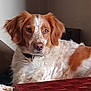 dog, pet, indoor, brown, white, fur, collar, table, wood, relaxed, animal, canine, portrait, resting, companion, domestic, face, ears, snout, looking