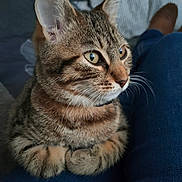 Aria participe au concours pour gagner de l'argent avec cette photo : cat, tabby, pet, animal, close_up, feline, whiskers, ears, eyes, fur, paws, lap, indoor, home, person, jeans, couch, relaxation, cozy, curious