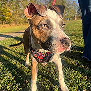 Nyla is registered to the contest to win money with this photo: dog, canine, pet, animal, grass, outdoor, sunlight, harness, ears, eyes, nose, leash, park, nature, daytime, brown, white, walking, closeup, portrait