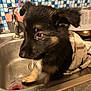 Lady is registered to the contest to win money with this photo: animal, black, brown, closeup, countertop, dog, domestic, ears, faucet, fur, indoor, kitchen, pet, pink, puppy, sink, tile, towel, wet, young
