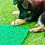Lady is registered to the contest to win money with this photo: animal, black_fur, closeup, curious, cute, daylight, dog, fur, grass, green, laying_down, nature, outdoor, paw, pet, playing, puppy, tan_fur, twig, young_dog