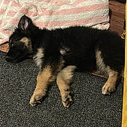 Lady joined the competition — help win amazing prizes! animal, black, cozy, cute, dog, floor, fur, indoor, laying_down, pet, pink, puppy, resting, sleeping, striped_towel, tan, towel, white, wooden_floor, young_dog
