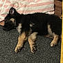 animal, black, cozy, cute, dog, floor, fur, indoor, laying_down, pet, pink, puppy, resting, sleeping, striped_towel, tan, towel, white, wooden_floor, young_dog
