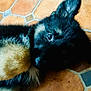 adorable, animal, black, brown, close_up, curious, cute, dog, ears, eyes, floor, fur, indoor, lying_down, pet, portrait, puppy, tan, tile, young