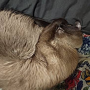 George joined the competition — help win amazing prizes! cat, siamese, sleeping, curled_up, fur, whiskers, blanket, floral_pattern, bed, cozy, pet, animal, resting, close_up, domestic, cute, soft, indoor, relaxed, feline