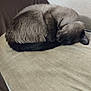 George joined the competition — help win amazing prizes! cat, siamese_cat, sleeping, curled_up, fur, cushion, beige, brown, indoor, resting, pet, animal, cozy, relaxation, feline, wall, texture, closeup, quiet, peaceful