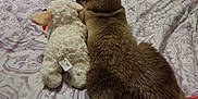 George is registered to the contest to win money with this photo: cat, siamese_cat, stuffed_animal, bed, bedspread, pattern, fur, toy, indoor, cozy, resting, animal, pet, fabric, soft, sleepy, relaxation, home, companion, quiet