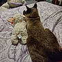 cat, siamese_cat, stuffed_animal, bed, bedspread, pattern, fur, toy, indoor, cozy, resting, animal, pet, fabric, soft, sleepy, relaxation, home, companion, quiet