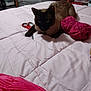 George joined the competition — help win amazing prizes! cat, siamese_cat, bedspread, pink, yarn, scissors, indoor, pet, animal, feline, cozy, crafting, textile, furniture, room, soft, domestic, relaxed, closeup, resting