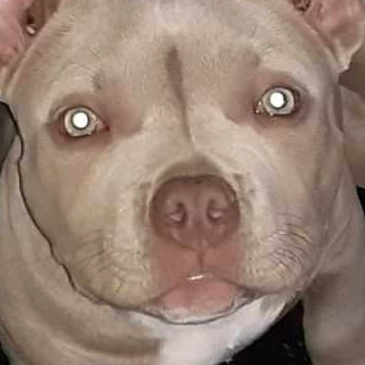 Diesel joined the competition — help win amazing prizes! animal, canine, close_up, companion, cute, dog, domestic_animal, ears, eyes, face, fur, indoor, light_colored, looking_up, muzzle, nose, pet, portrait, sitting, whiskers