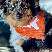 Paisley joined the competition — help win amazing prizes! dog, australian_shepherd, pet, bandana, orange_bandana, longhorn_logo, blue_eyes, fur, ears, muzzle, whiskers, portrait, close_up, car_interior, seat, travel, cute, curious, sitting, companion