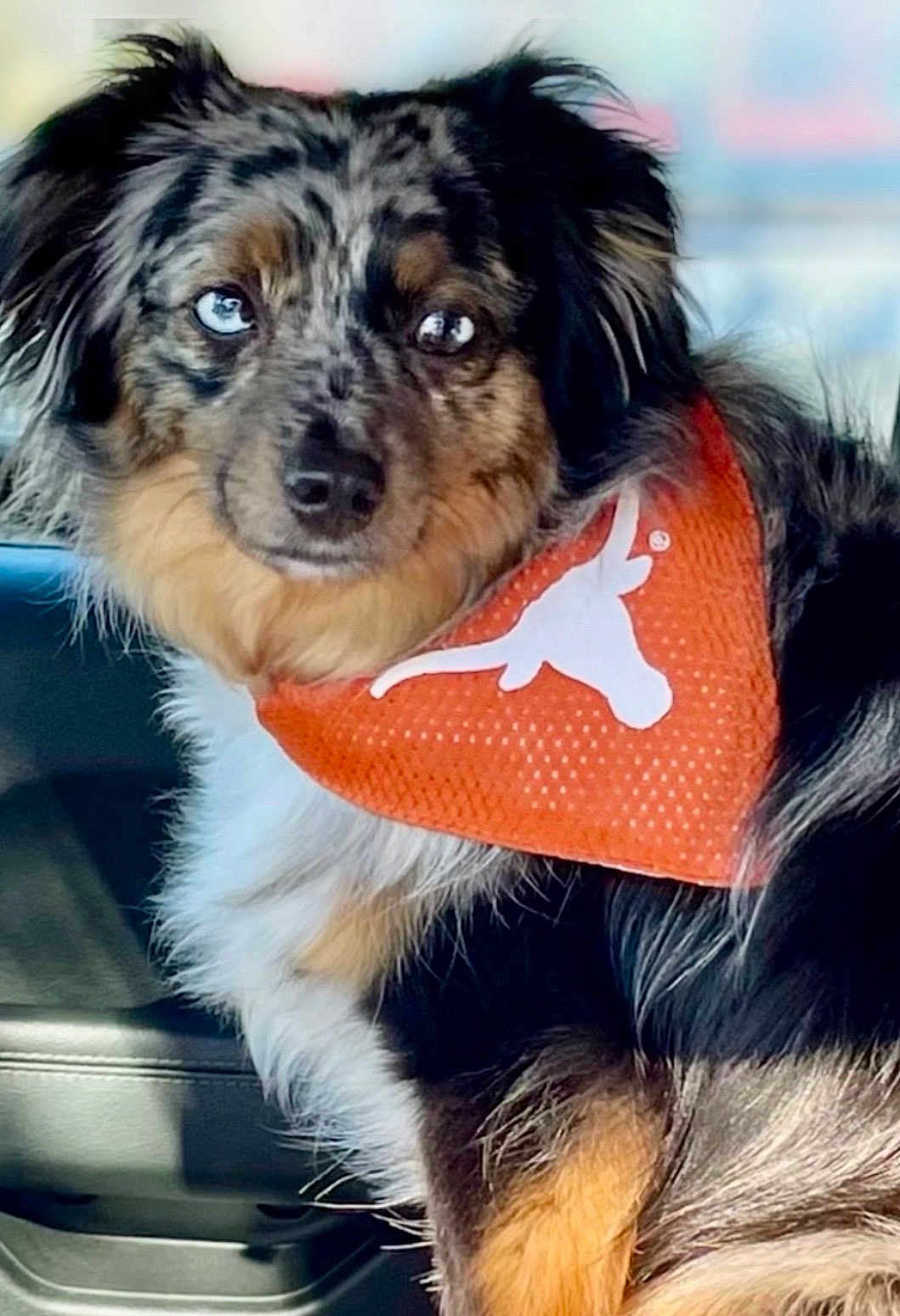 Paisley joined the competition — help win amazing prizes! dog, australian_shepherd, pet, bandana, orange_bandana, longhorn_logo, blue_eyes, fur, ears, muzzle, whiskers, portrait, close_up, car_interior, seat, travel, cute, curious, sitting, companion