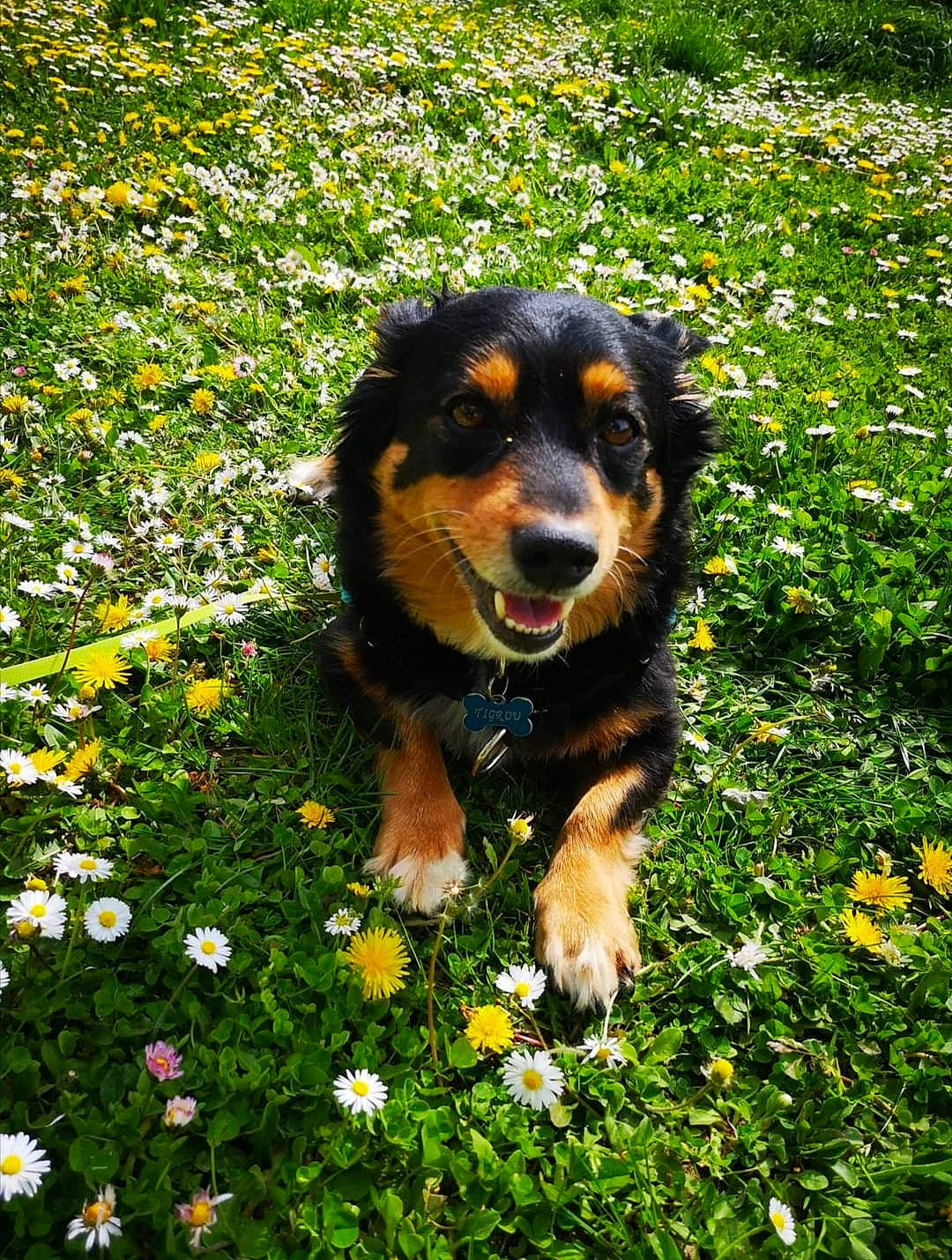 Tigrou participe au concours pour gagner de l'argent avec cette photo : annual_plant, bernese_mountain_dog, canidae, carnivore, companion_dog, dog, dog_breed, flower, garden, grass, groundcover, guard_dog, happy, hunting_dog, people_in_nature, petal, plant, sporting_group, terrestrial_animal, working_dog