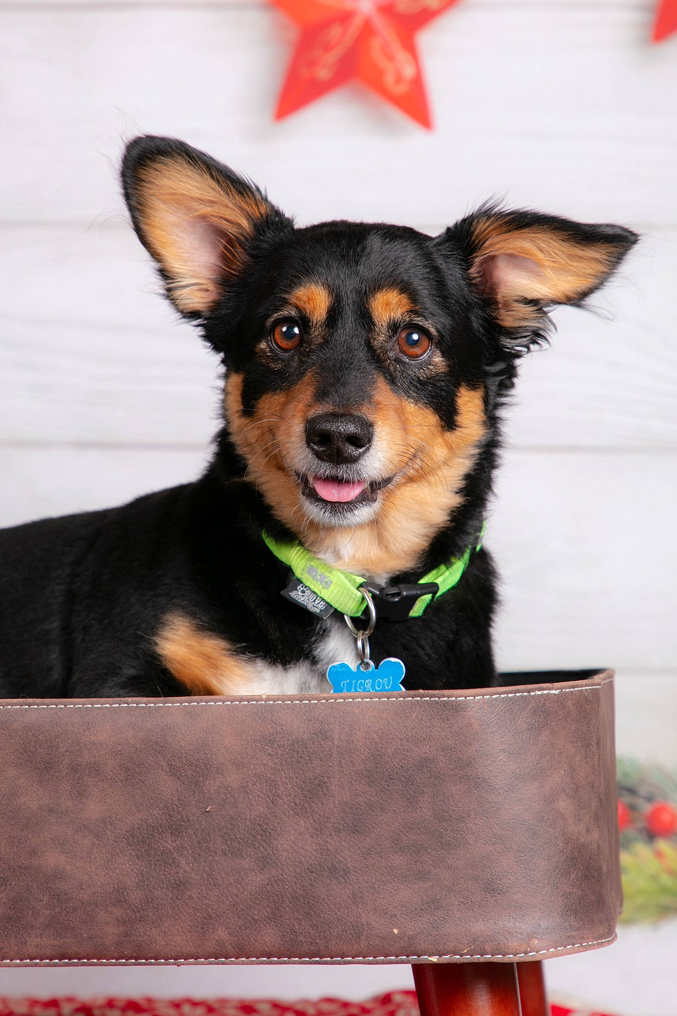 Tigrou participe au concours pour gagner de l'argent avec cette photo : canidae, carnivore, collar, companion_dog, dog, dog_breed, dog_collar, dog_supply, ear, event, fur, guard_dog, happy, paw, snout, sporting_group, toy_dog, whiskers, working_animal, working_dog