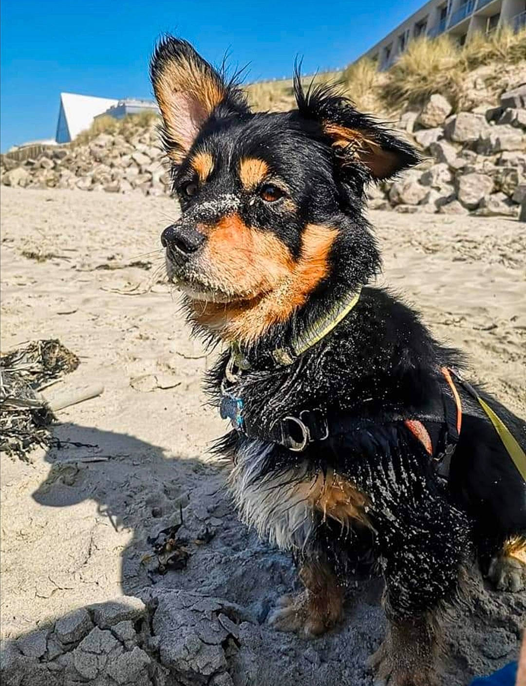 Tigrou participe au concours pour gagner de l'argent avec cette photo : adventure, canidae, carnivore, collar, companion_dog, dog, dog_breed, dog_collar, dog_supply, electric_blue, fawn, fur, herding_dog, leash, sky, snout, sporting_group, whiskers, working_animal, working_dog