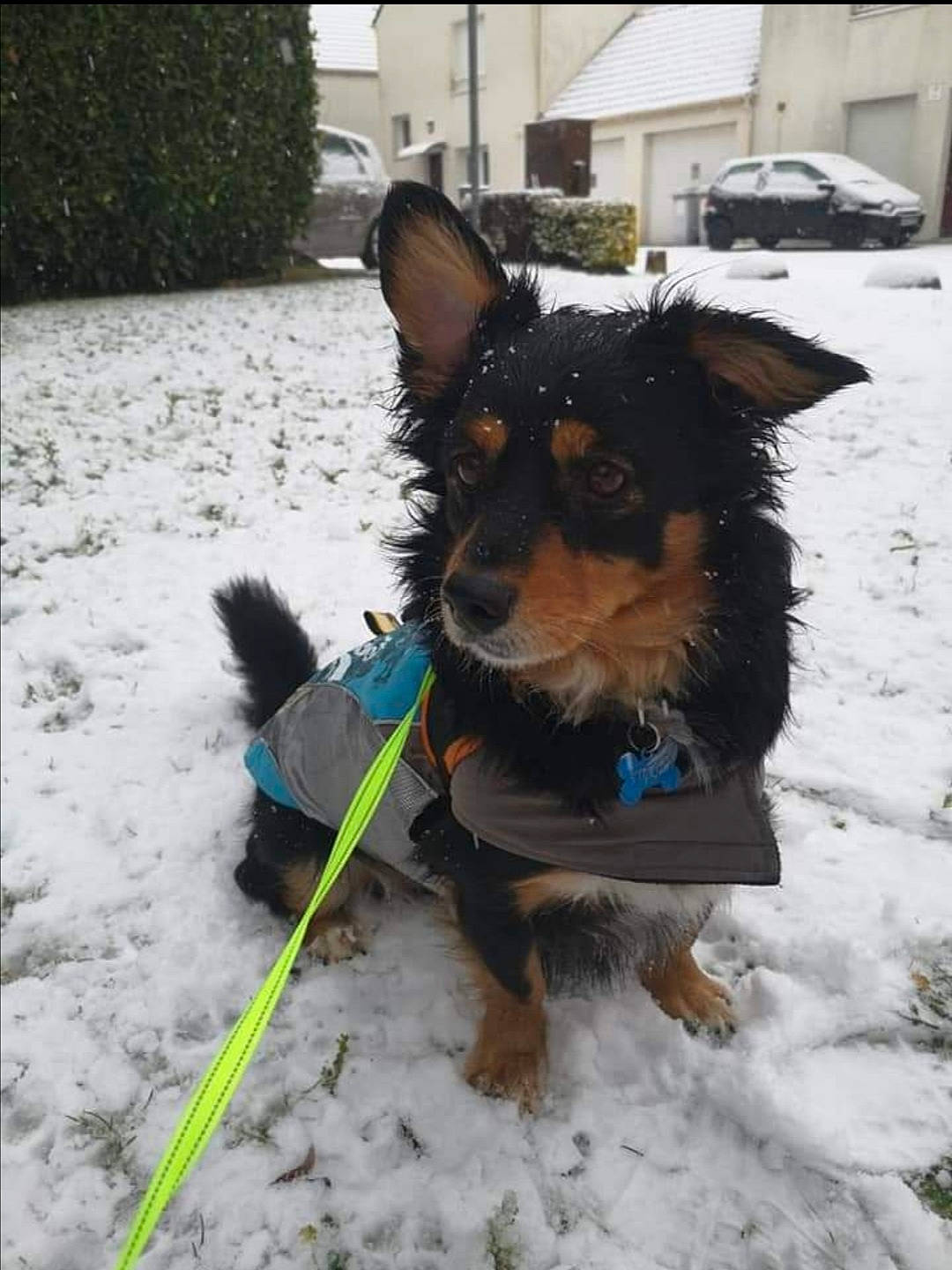 Tigrou a rejoint le concours — aidez-le/la à gagner de superbes lots ! carnivore, collar, companion_dog, dog, dog_breed, dog_clothes, dog_collar, dog_supply, electric_blue, fashion_accessory, fur, grass, leash, party_hat, pet_supply, plant, snow, tail, winter, working_animal