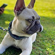Taco joined the competition — help win amazing prizes! dog, french_bulldog, pet, animal, grass, outdoor, leash, collar, closeup, portrait, canine, laying_down, sunlight, ears, snout, fur, greenery, daytime, nature, domestic_animal