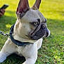 dog, french_bulldog, pet, animal, grass, outdoor, leash, collar, closeup, portrait, canine, laying_down, sunlight, ears, snout, fur, greenery, daytime, nature, domestic_animal